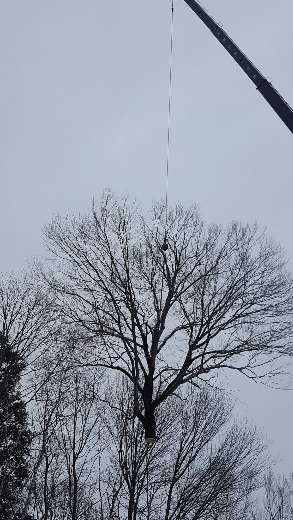 Jim's Tree Service 1