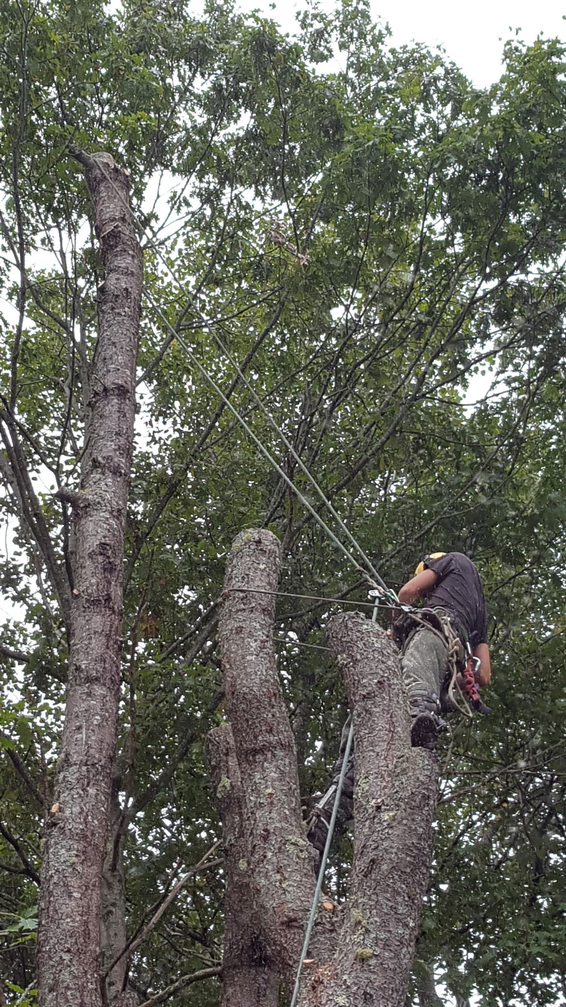 Jim's Tree Service 2