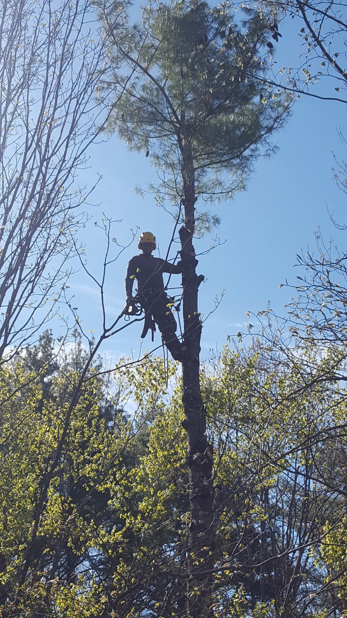 Jim's Tree Service 3