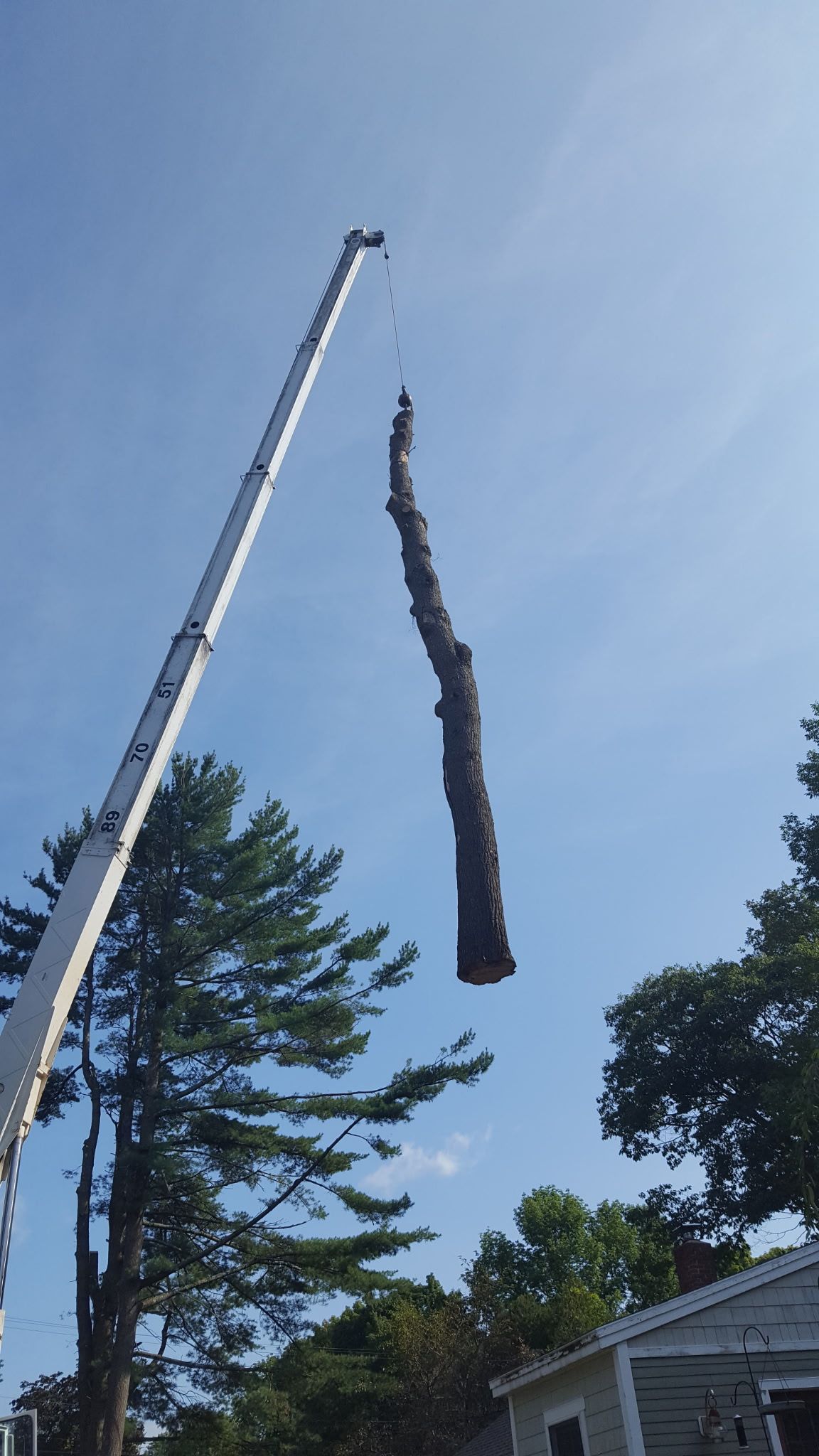 Jim's Tree Service 4