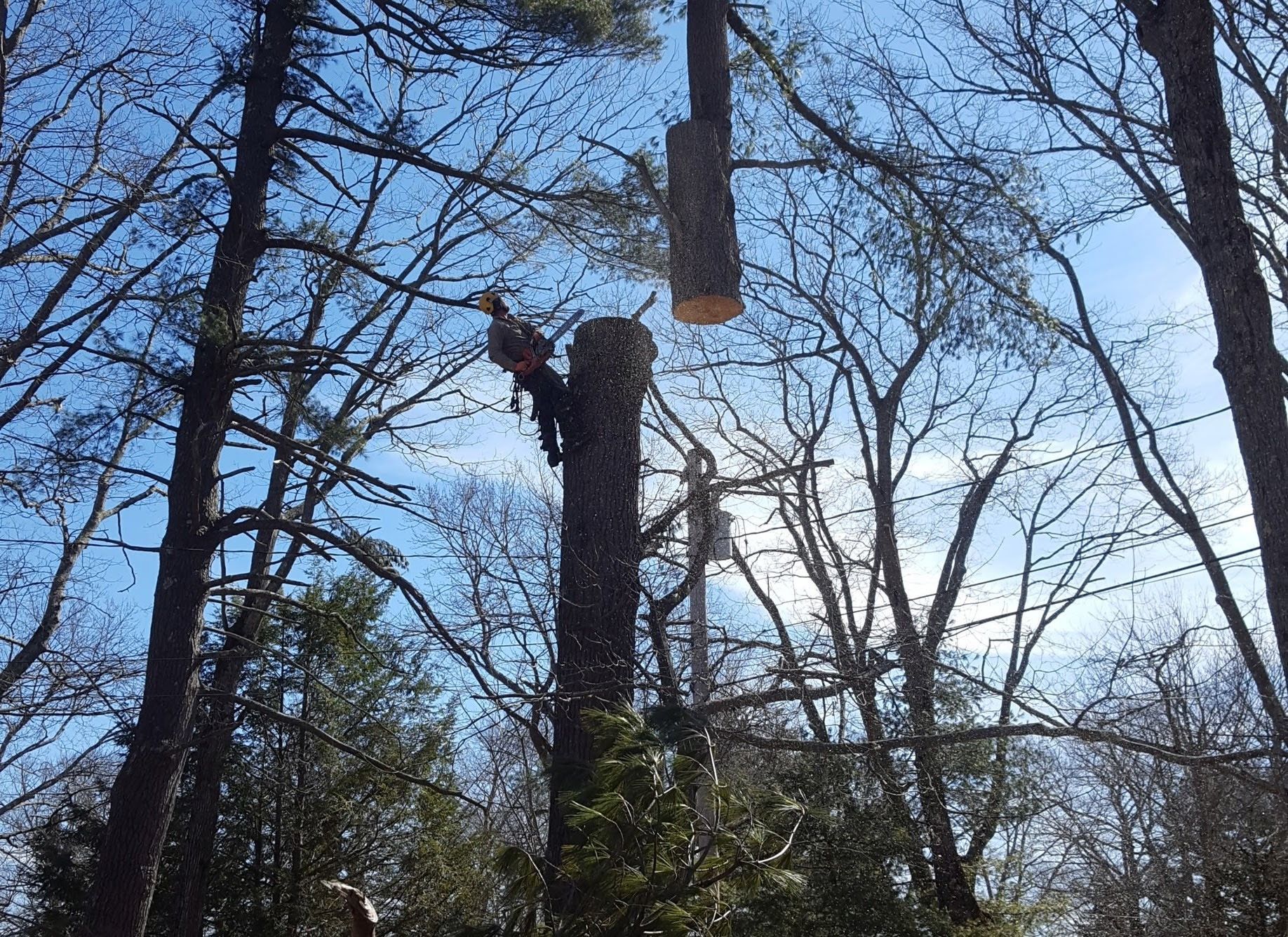 Jim's Tree Service 5