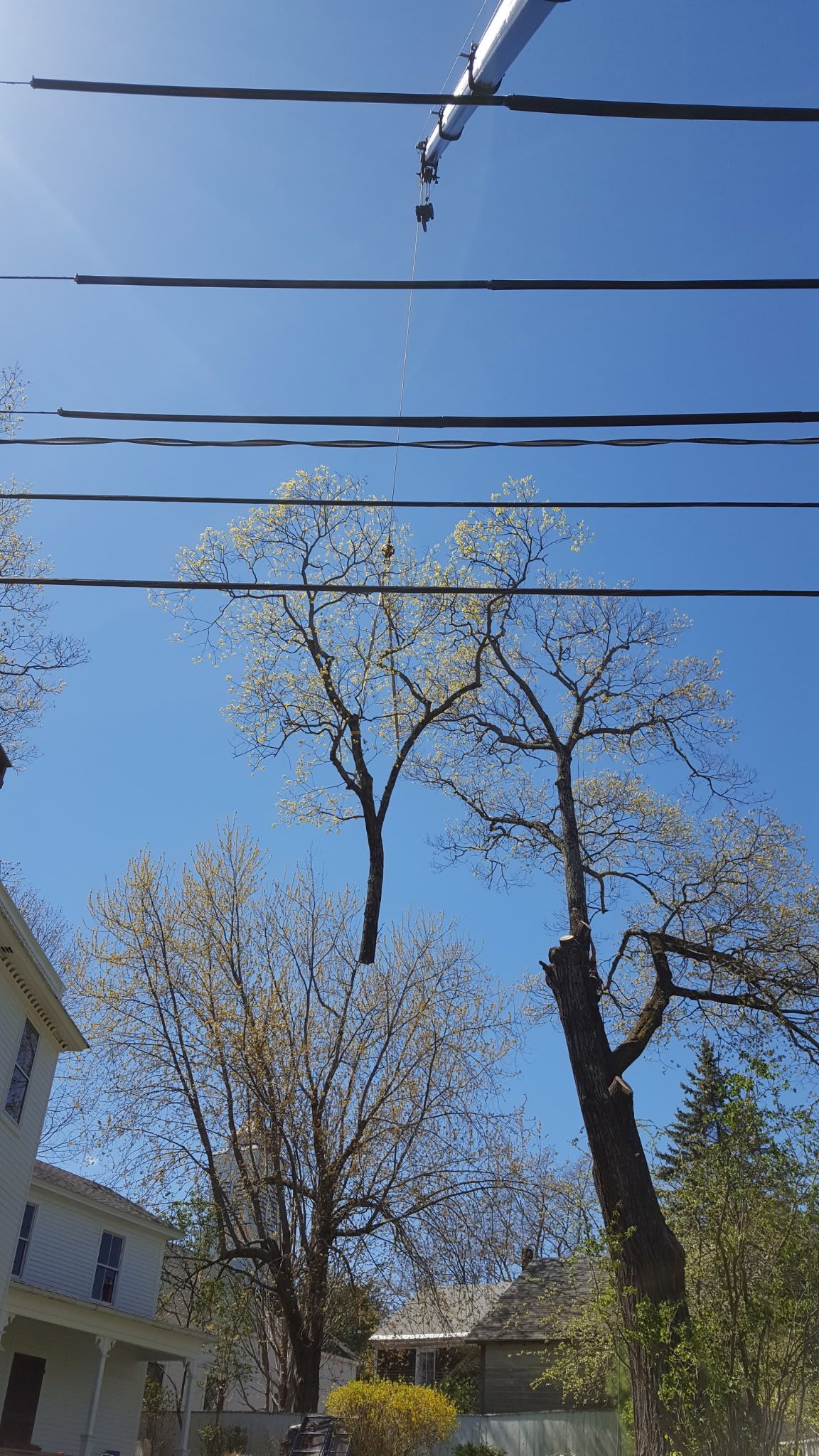 Jim's Tree Service 6