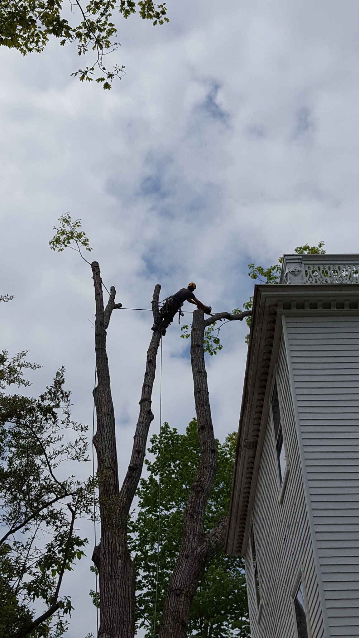Jim's Tree Service 7