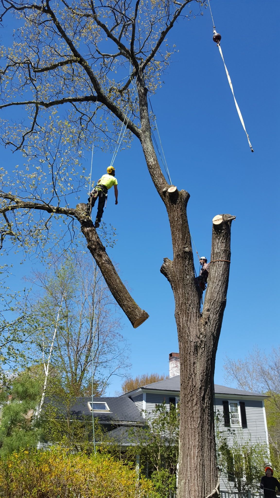 Jim's Tree Service 8