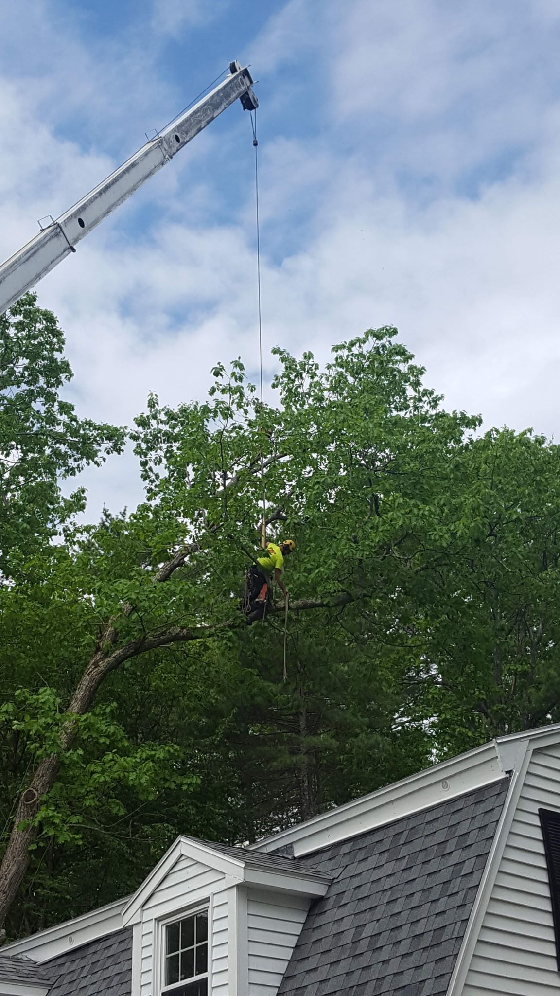 Jim's Tree Service 9