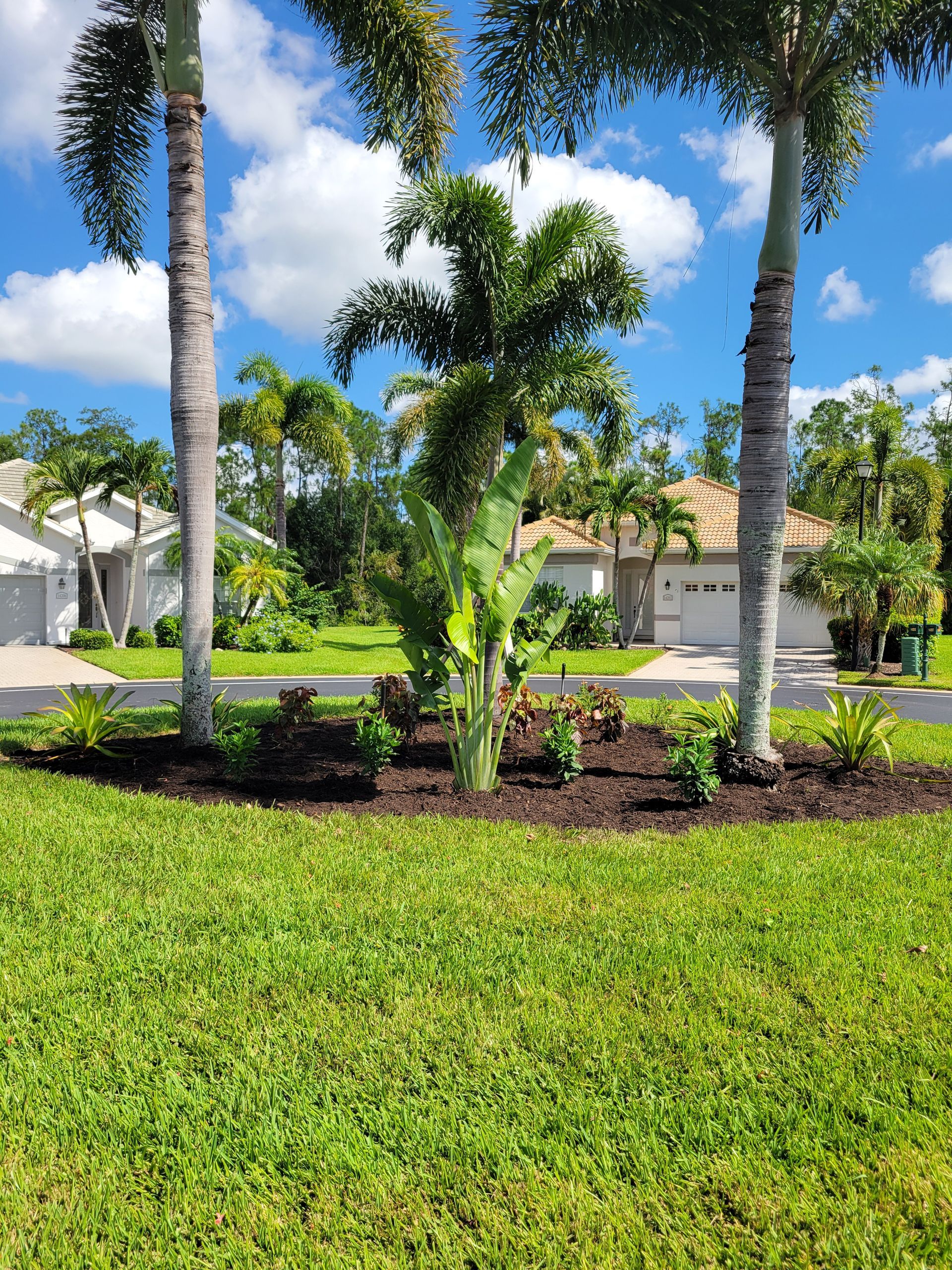 Green grass yard with palm trees, shrubs, and houses under a partly cloudy blue sky.