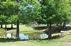Trees in the Park — Fort Myers, FL — Island Coast Lawn & Landscaping, Inc.