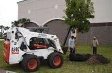 Transfer of Trees — Fort Myers, FL — Island Coast Lawn & Landscaping, Inc.