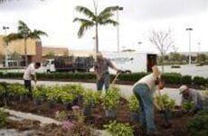 Workers Planting Trees along the Road — Fort Myers, FL — Island Coast Lawn & Landscaping, Inc.