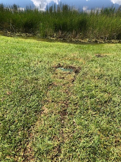 A small path worn through grass leads to a circular area, likely a drain, with tall green plants behind.