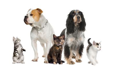 View of a ratio of dogs to cats