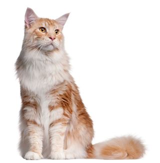 View of a maine coon cat white