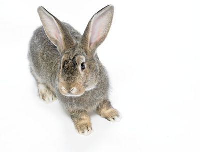 View of a Rabbit