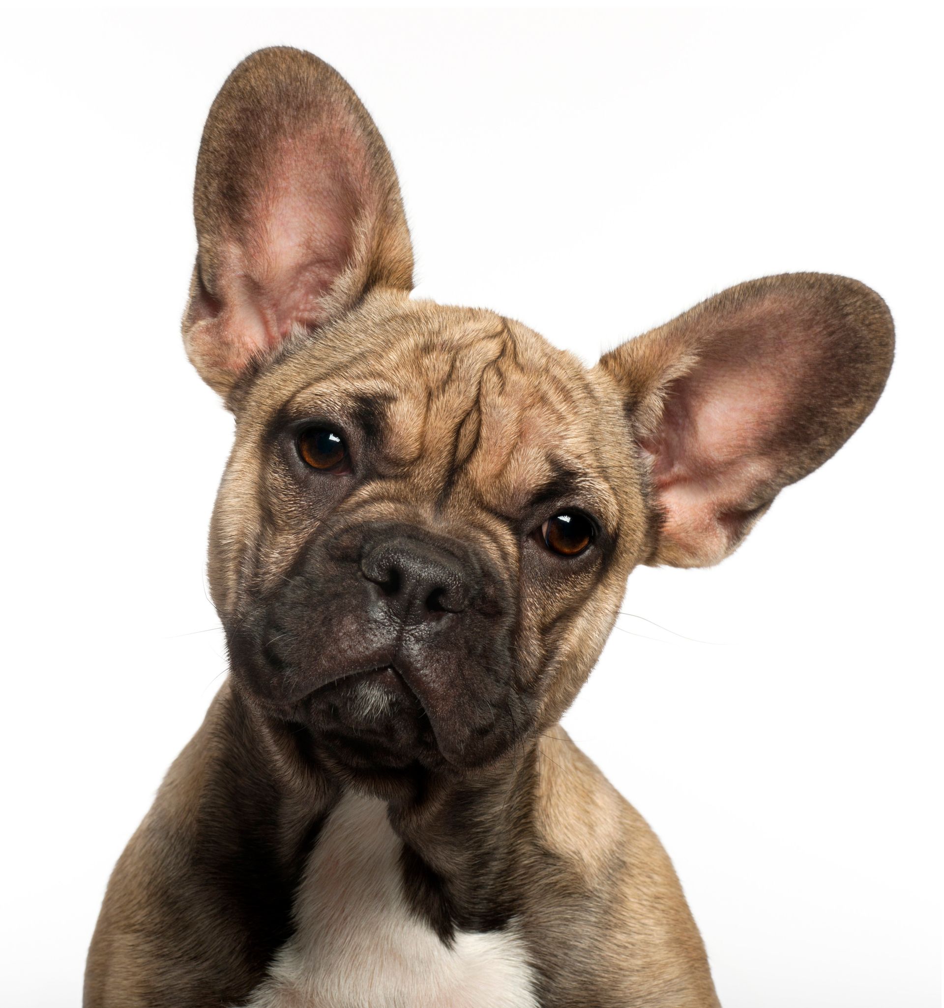 view of a french bulldog puppies brown