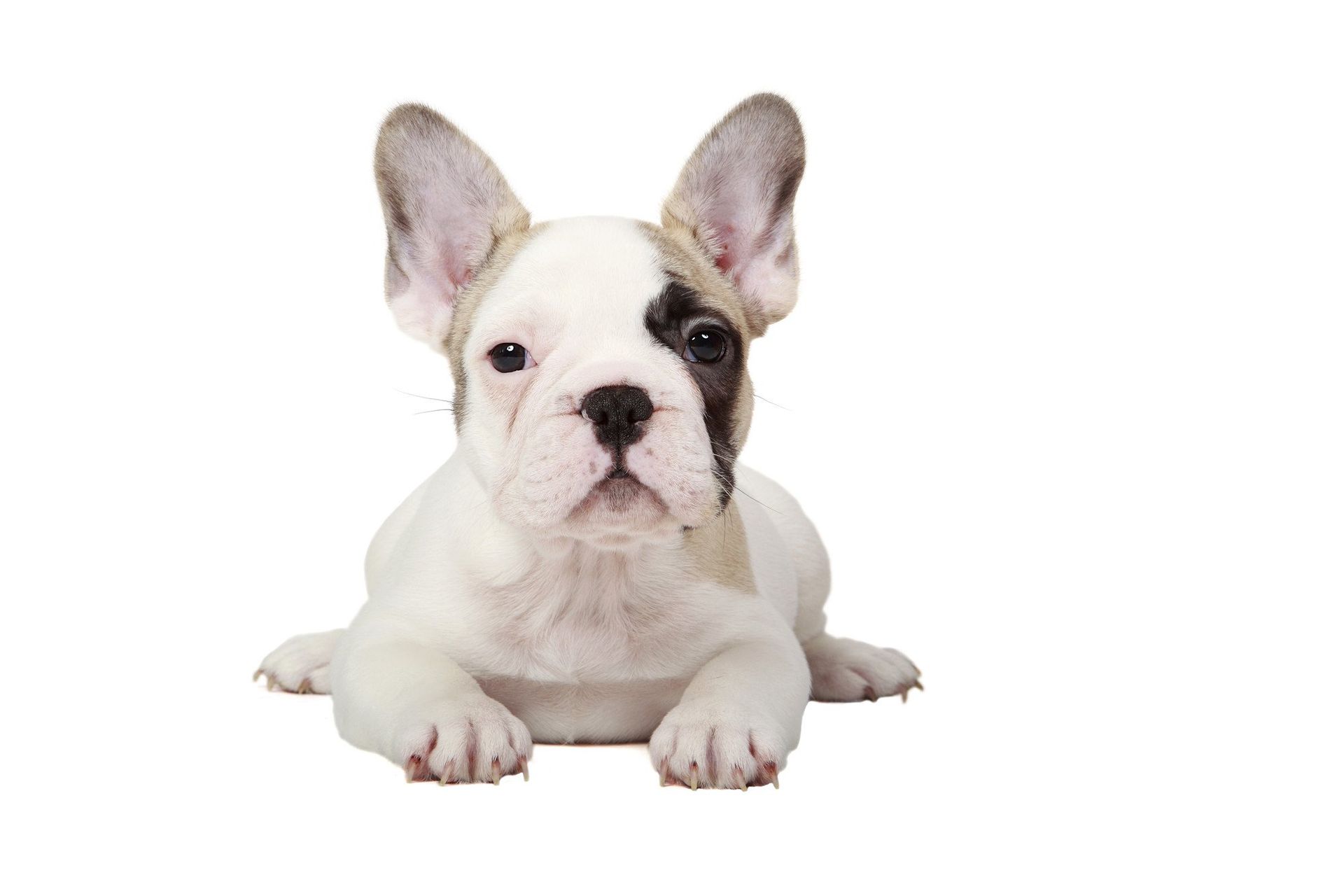 View of a white pied french bulldog