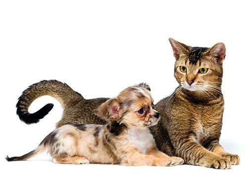 view of a cat and puppy