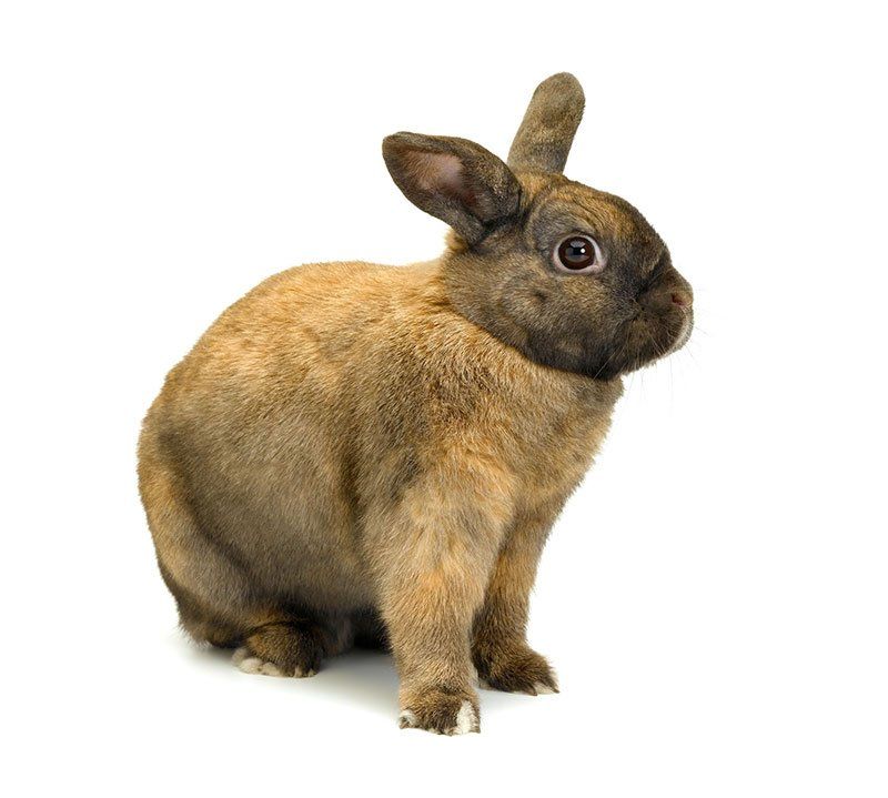 View of a light greyish rabbit