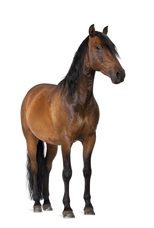 View of a golden brown horse
