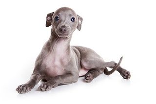 View of a  grey and white italian greyhound