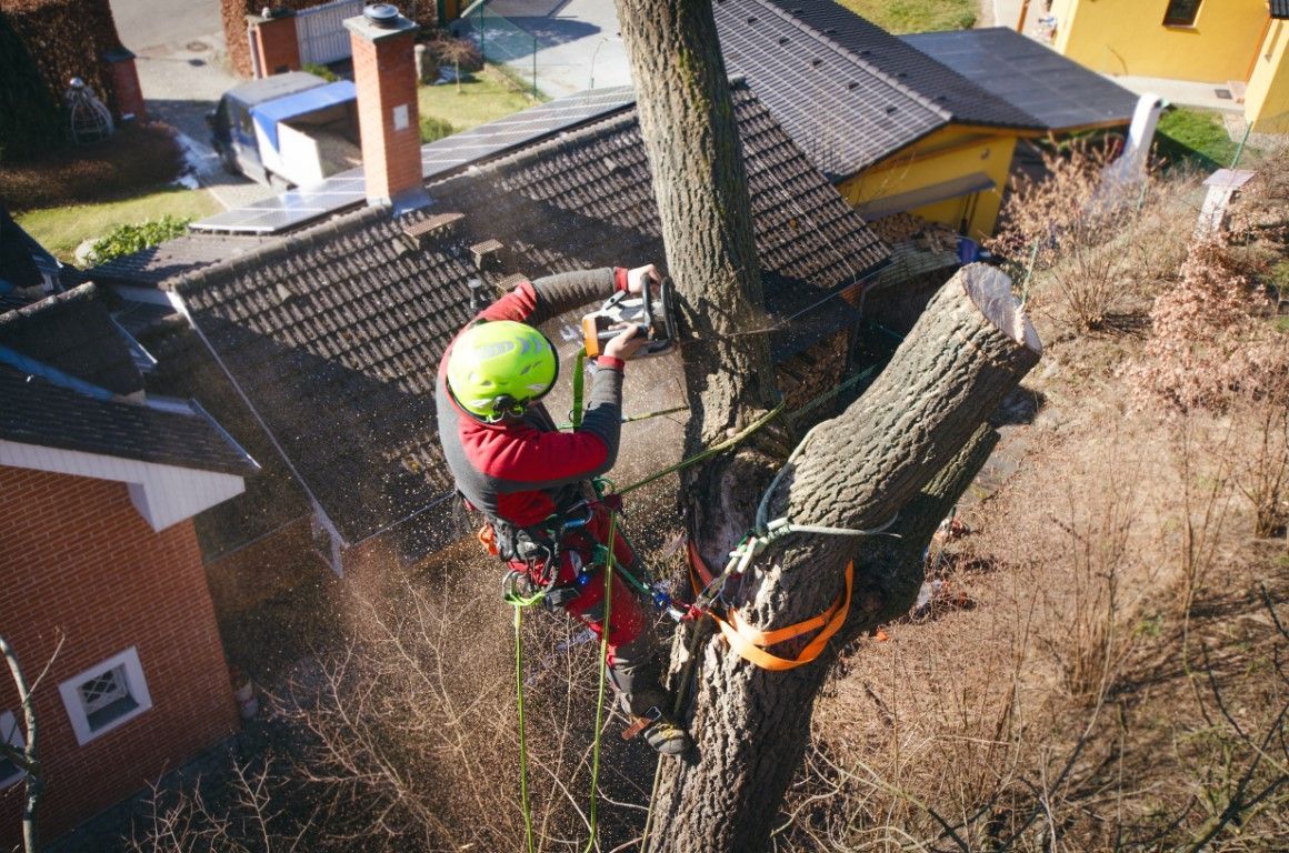 Arborist cutting a tree limb with a chainsaw, wearing safety gear and climbing harness, near a house.