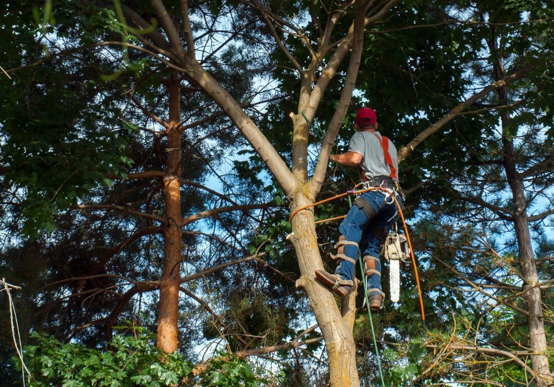 Arborist in a tree, using a chainsaw to trim branches. Wearing a harness and a red hat.