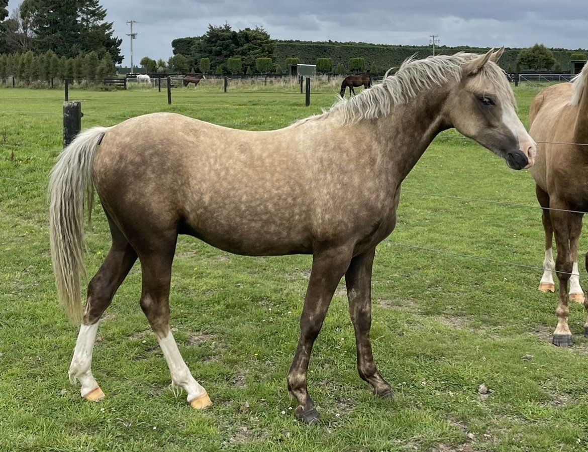 Hollybank Stud ⼁Hollybank Alberto