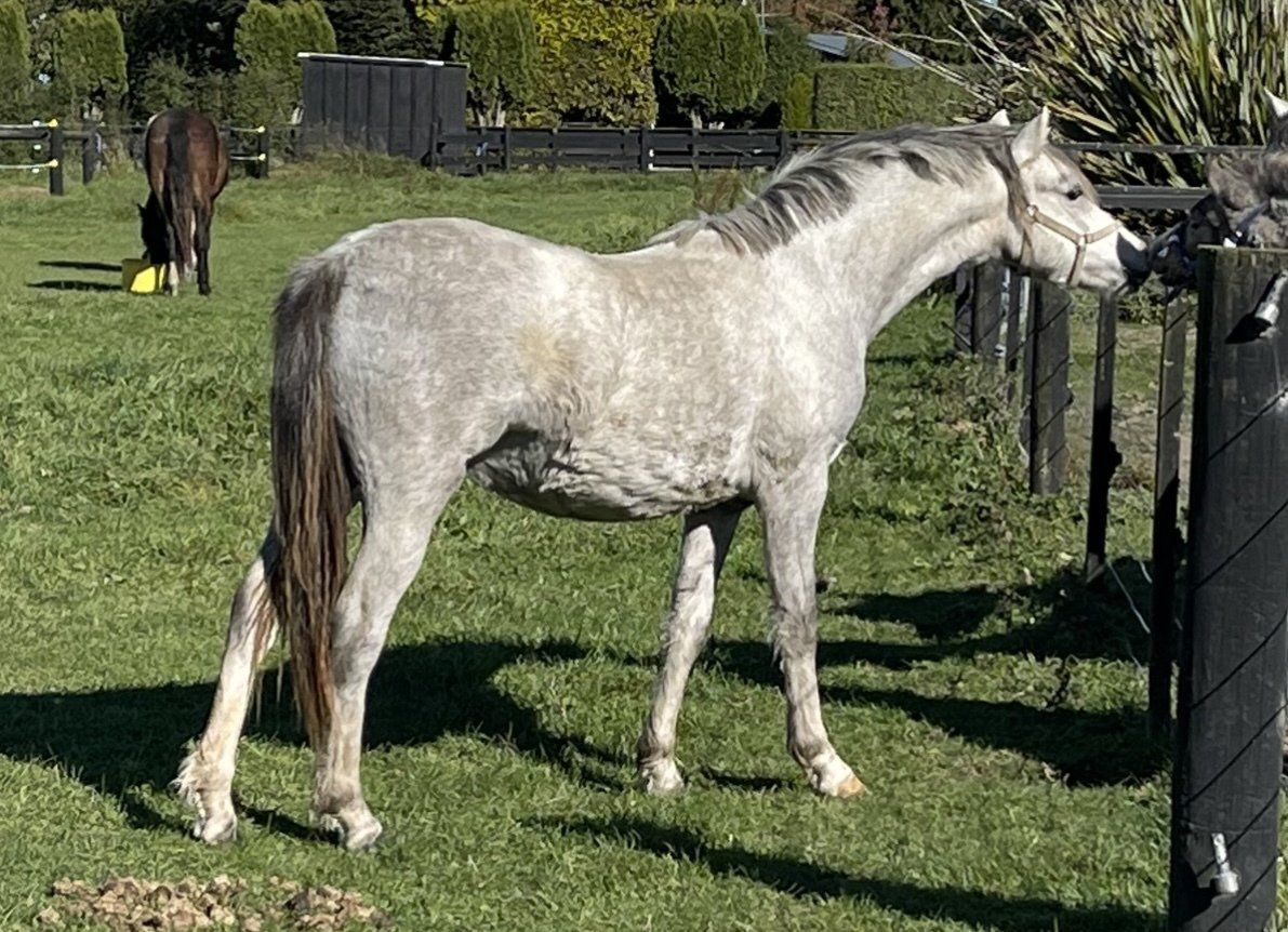 Hollybank Stud ⼁Hollybank Moonlight