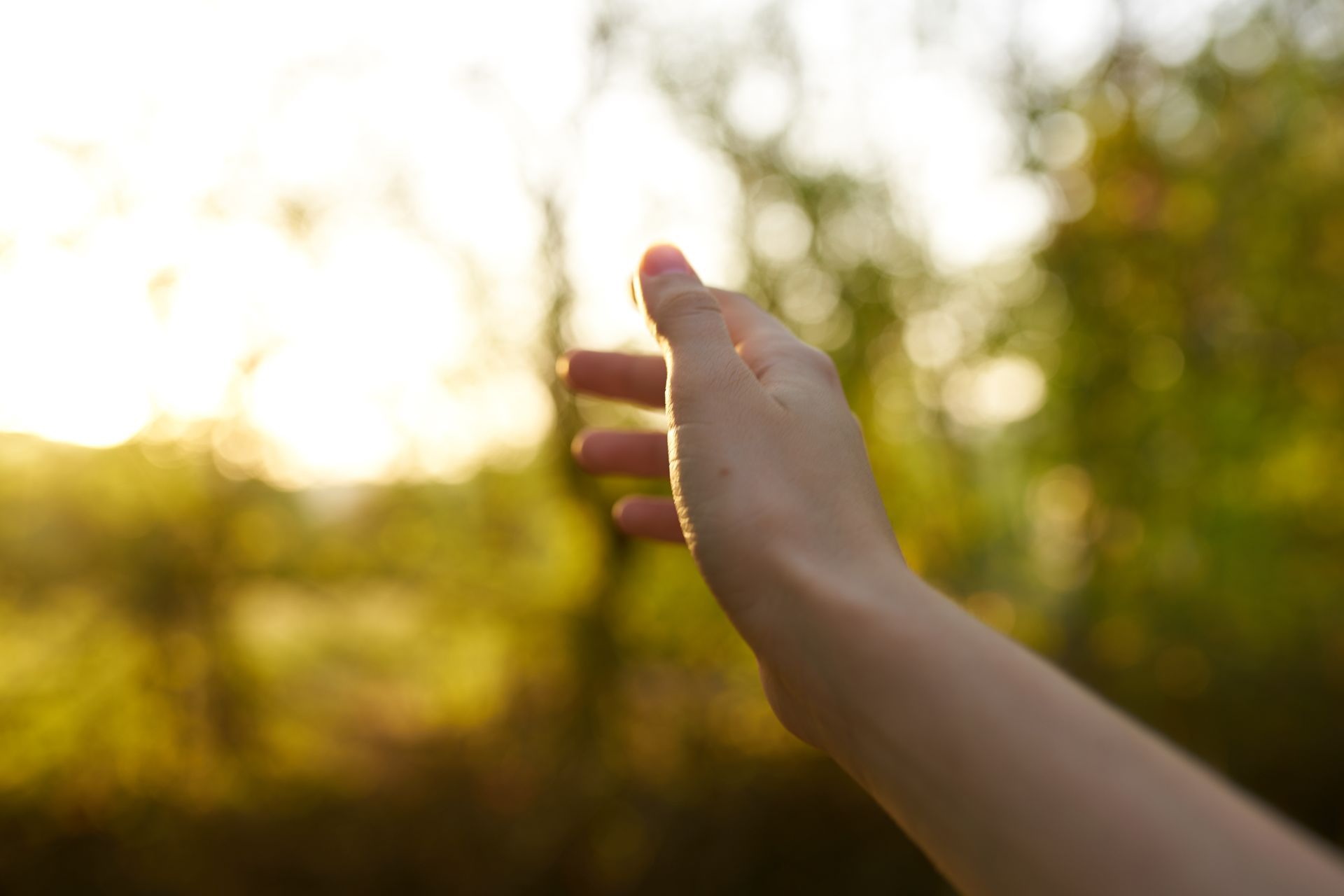 An outstretched hand reaches toward a soft, sunlit, golden-hued forest background.