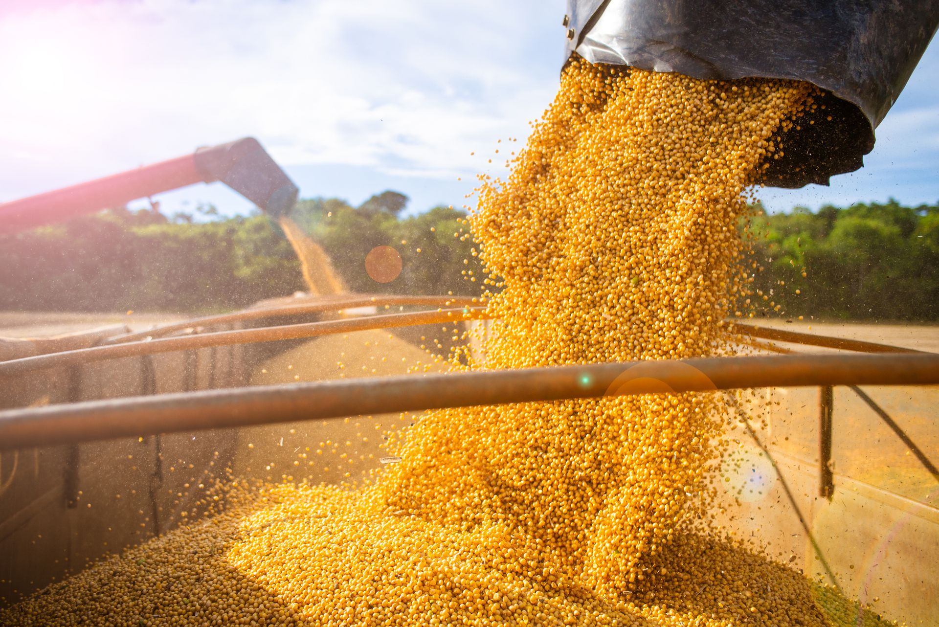 Harvesting and storing soybean — Rising Sun, MD — Dixie Land Energy