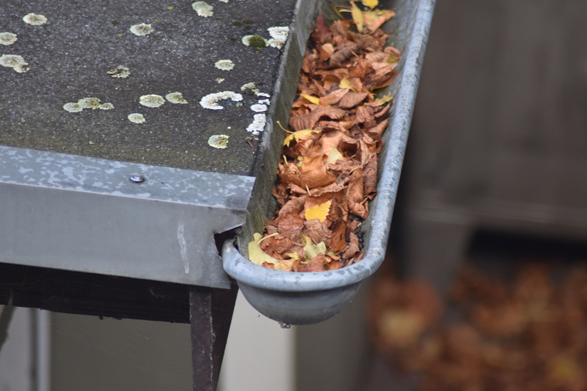 Gutter overflowing with brown leaves, on a roof with white spots.
