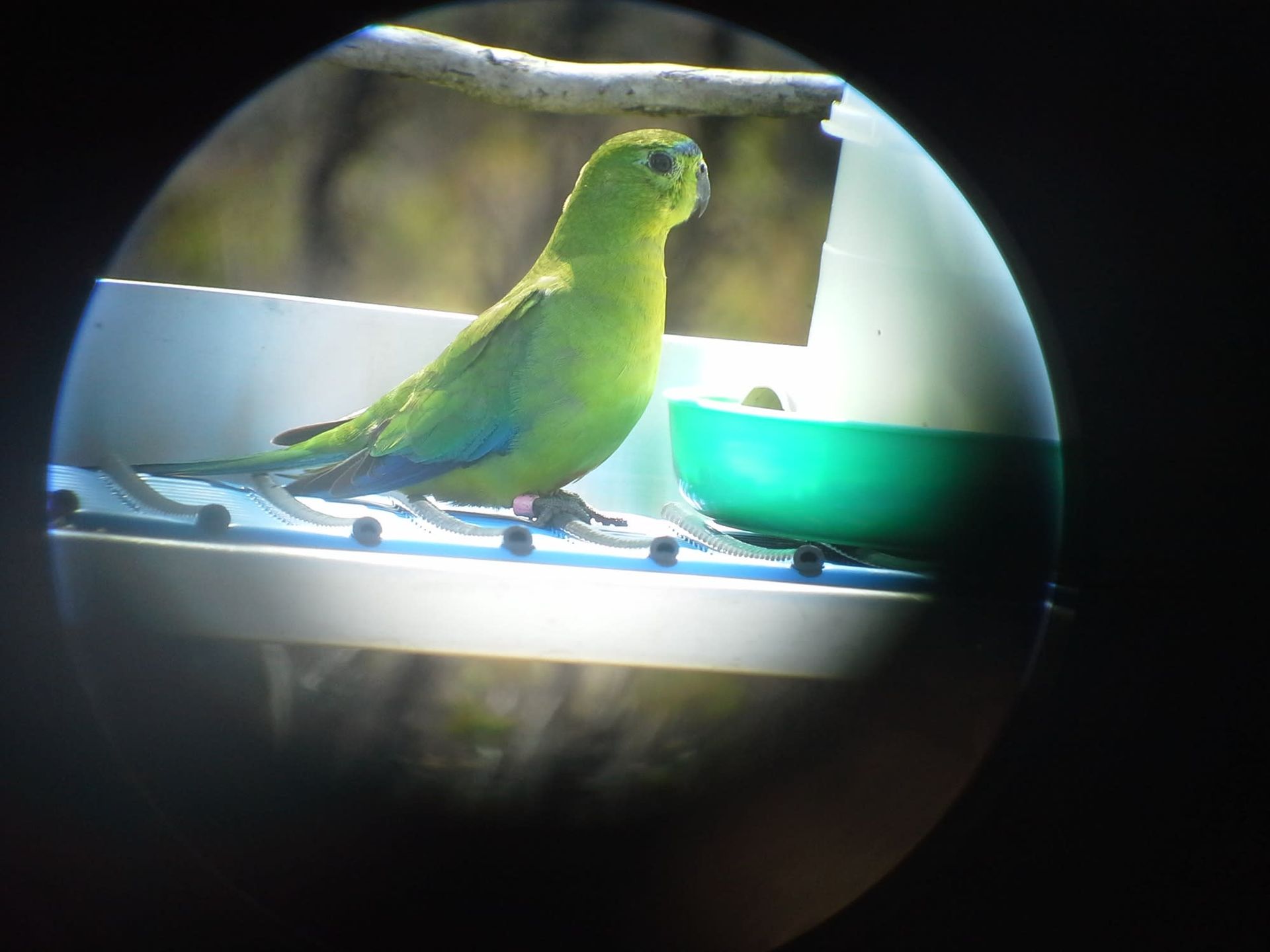 Green parrot at a bird feeder, seen through binoculars.