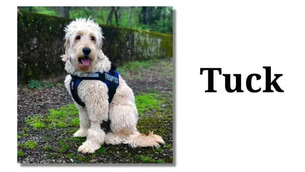 a Goldendoodle named Tuck. a good dog