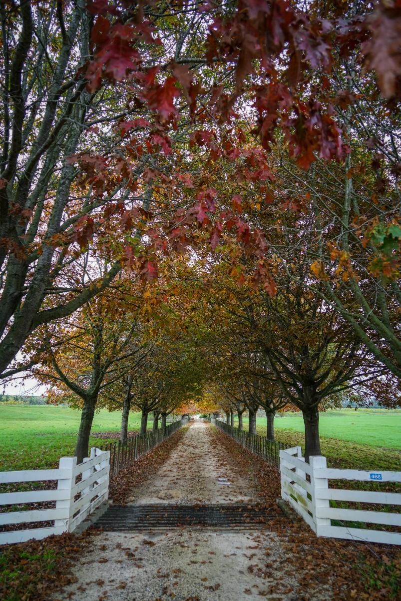 Tree-lined gravel path through a white fence under red autumn leaves