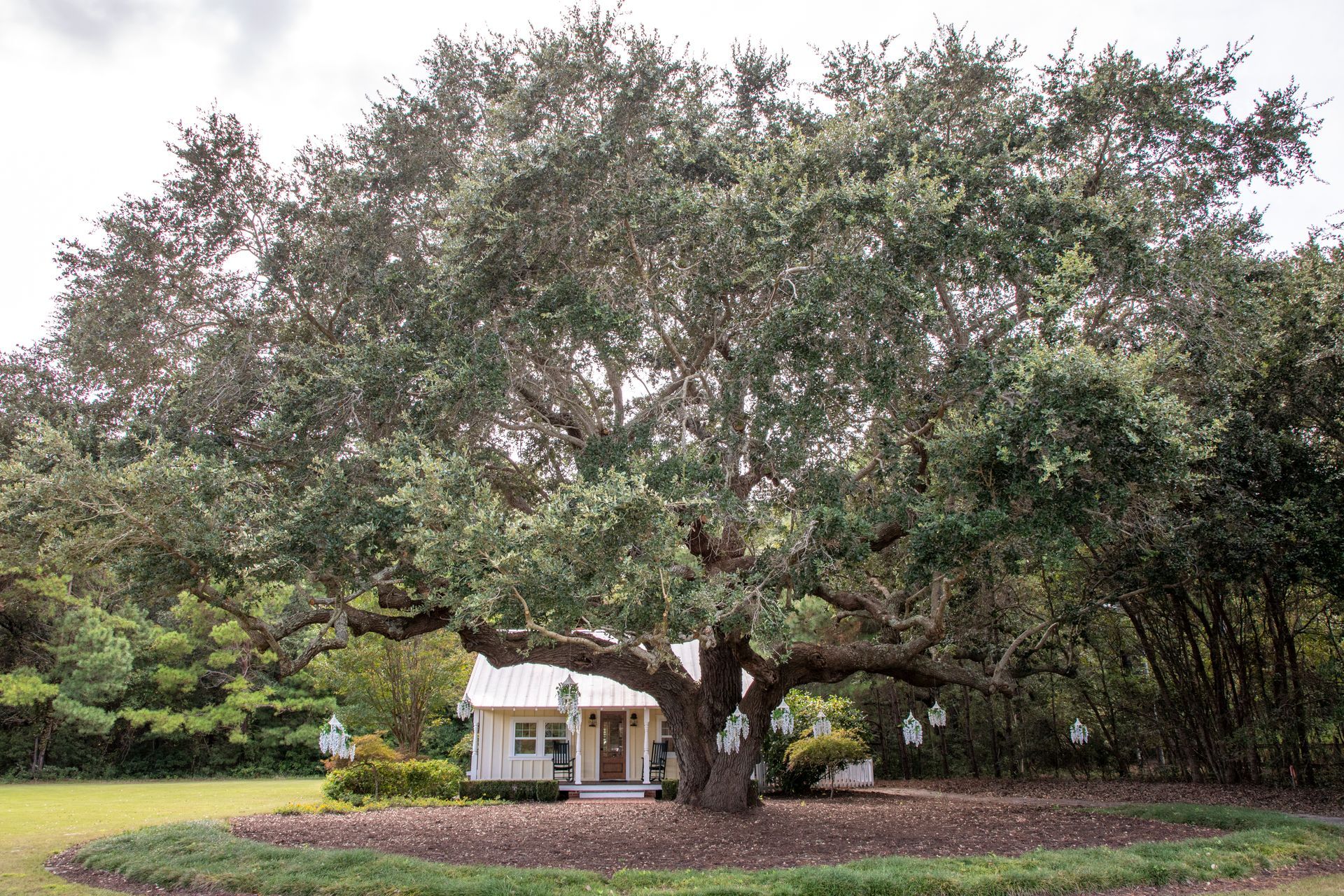 Wedding ceremony underneath a historic 200 year old live oak tree at The Pointe Golf Club