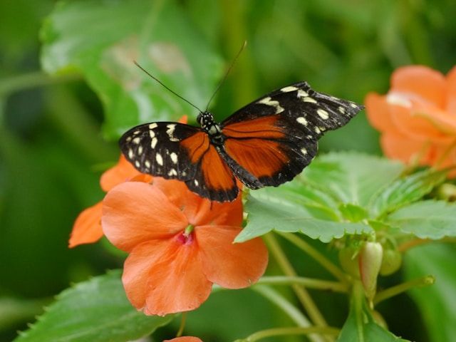 burlington KY funeral homes