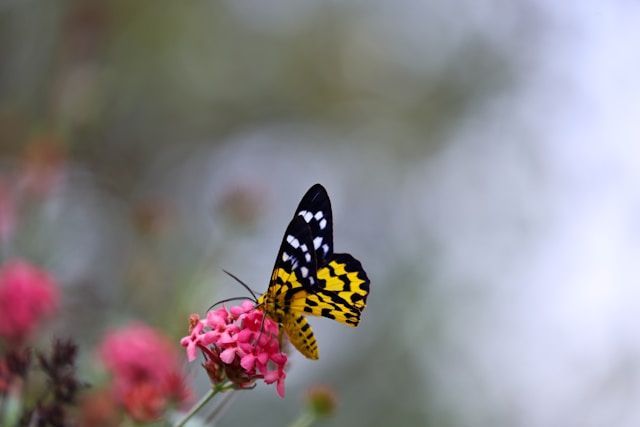 Covington, KY funeral homes