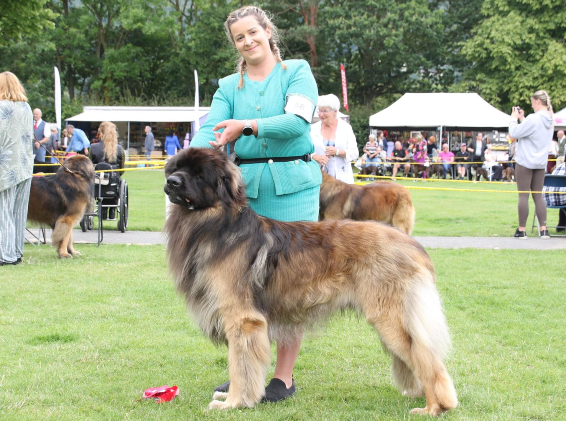 Yearling dog 