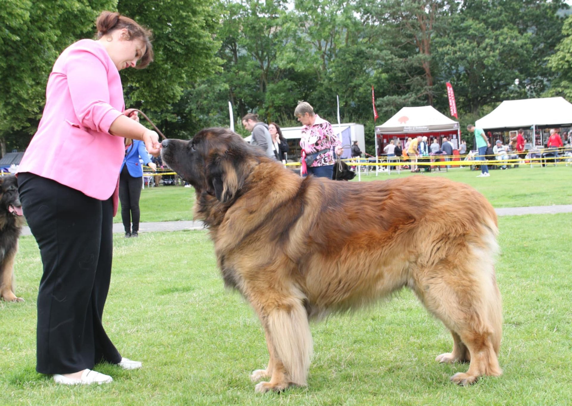 Veteran dog