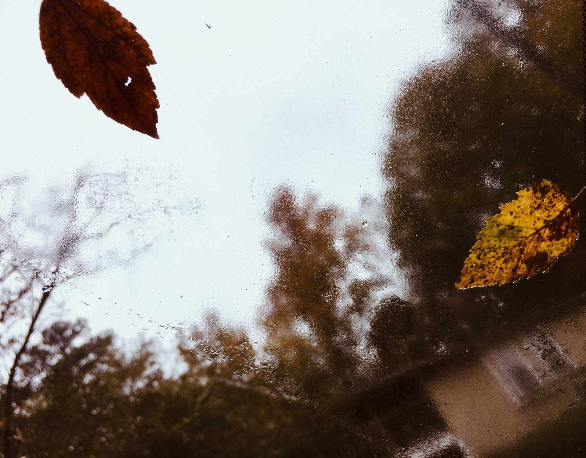 allie vance illustration