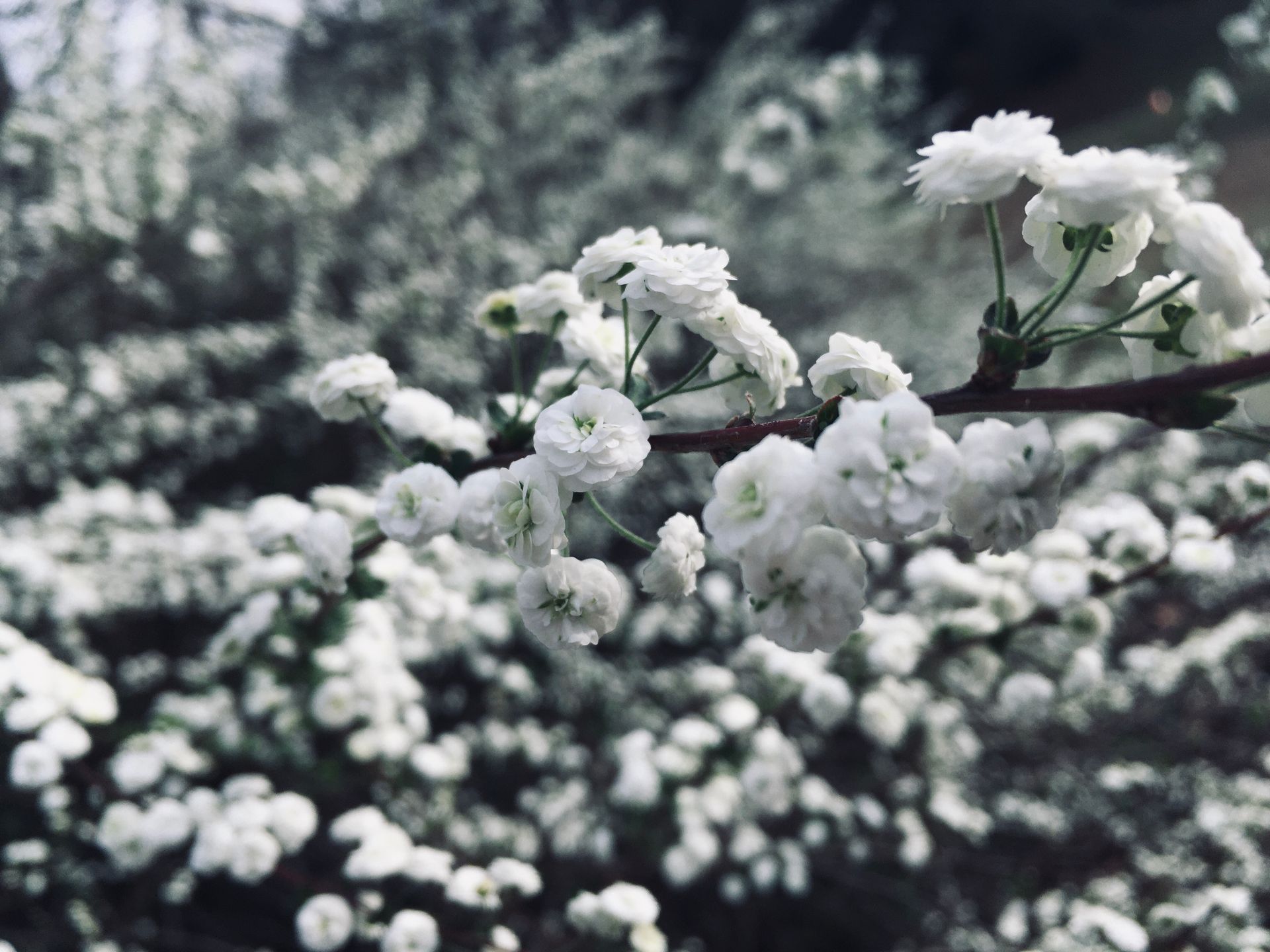 allie vance illustration