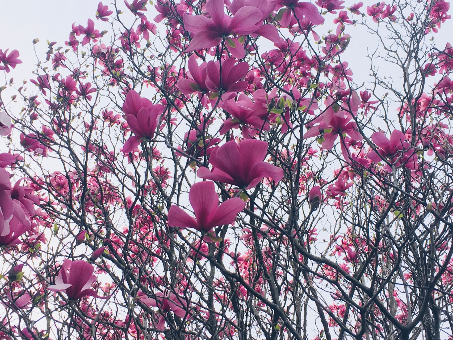 allie vance illustration