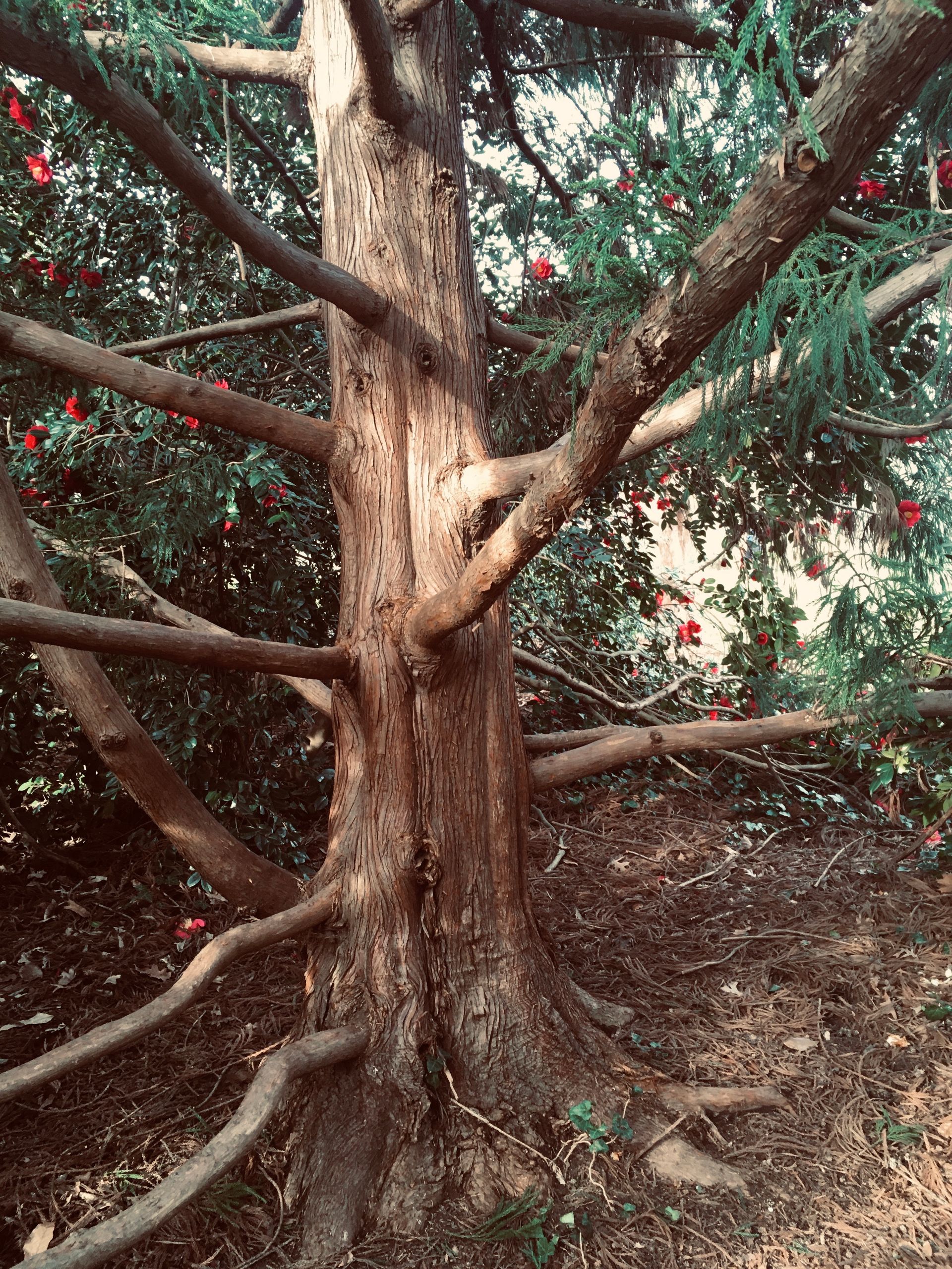 allie vance illustration