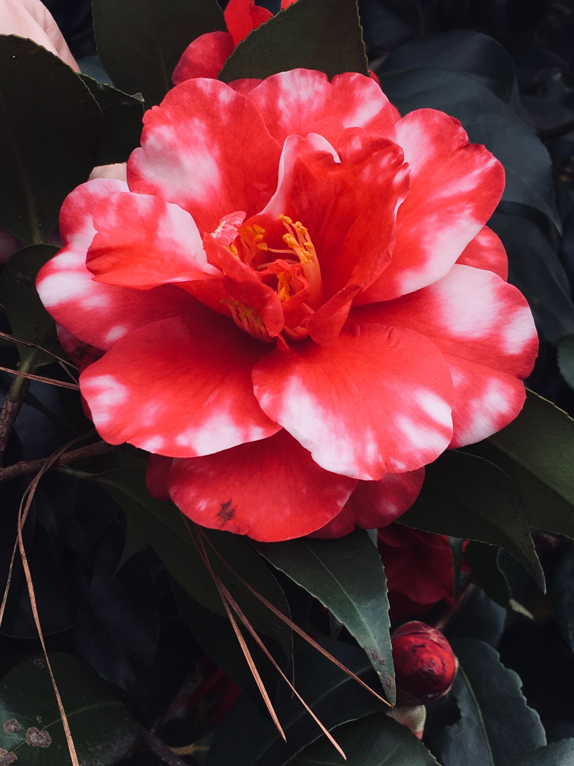 allie vance illustration