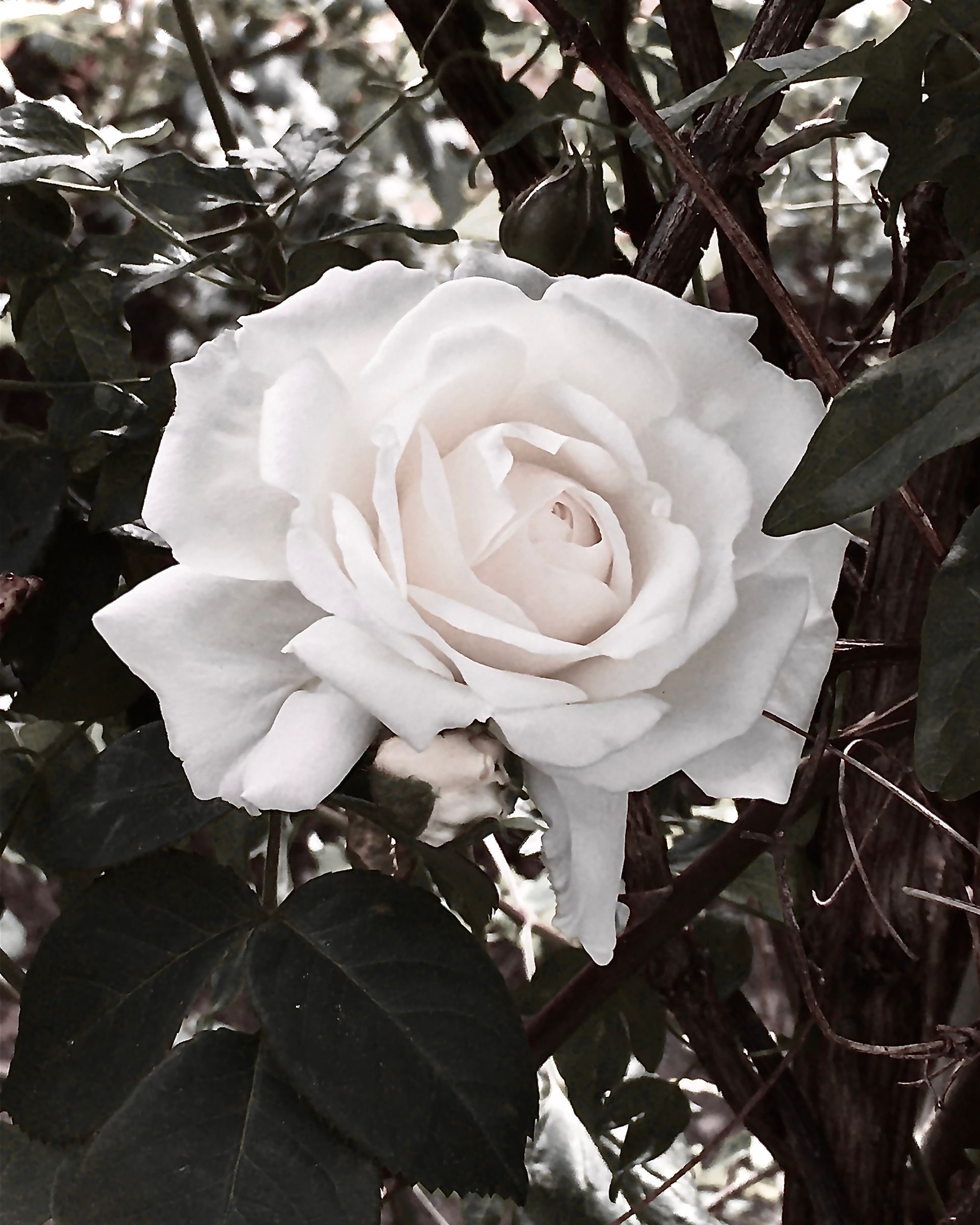 allie vance photography