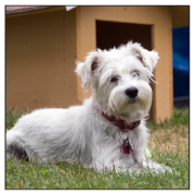 Home boarding for dogs