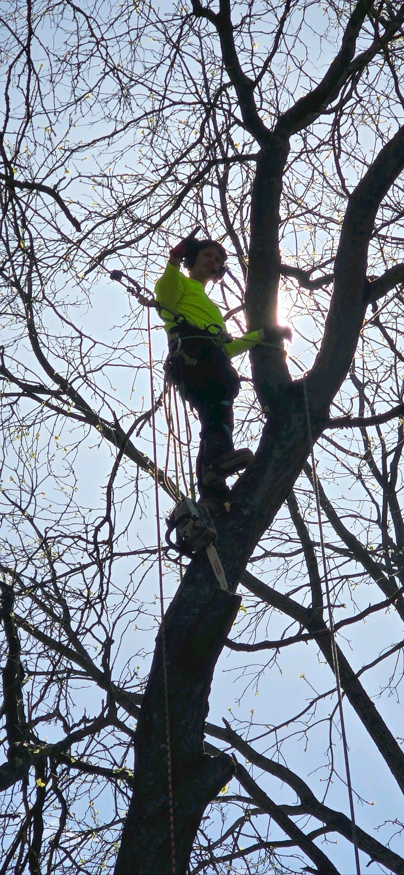 A tree service worker in a harness high up in a tree, silhouetted against the sky.