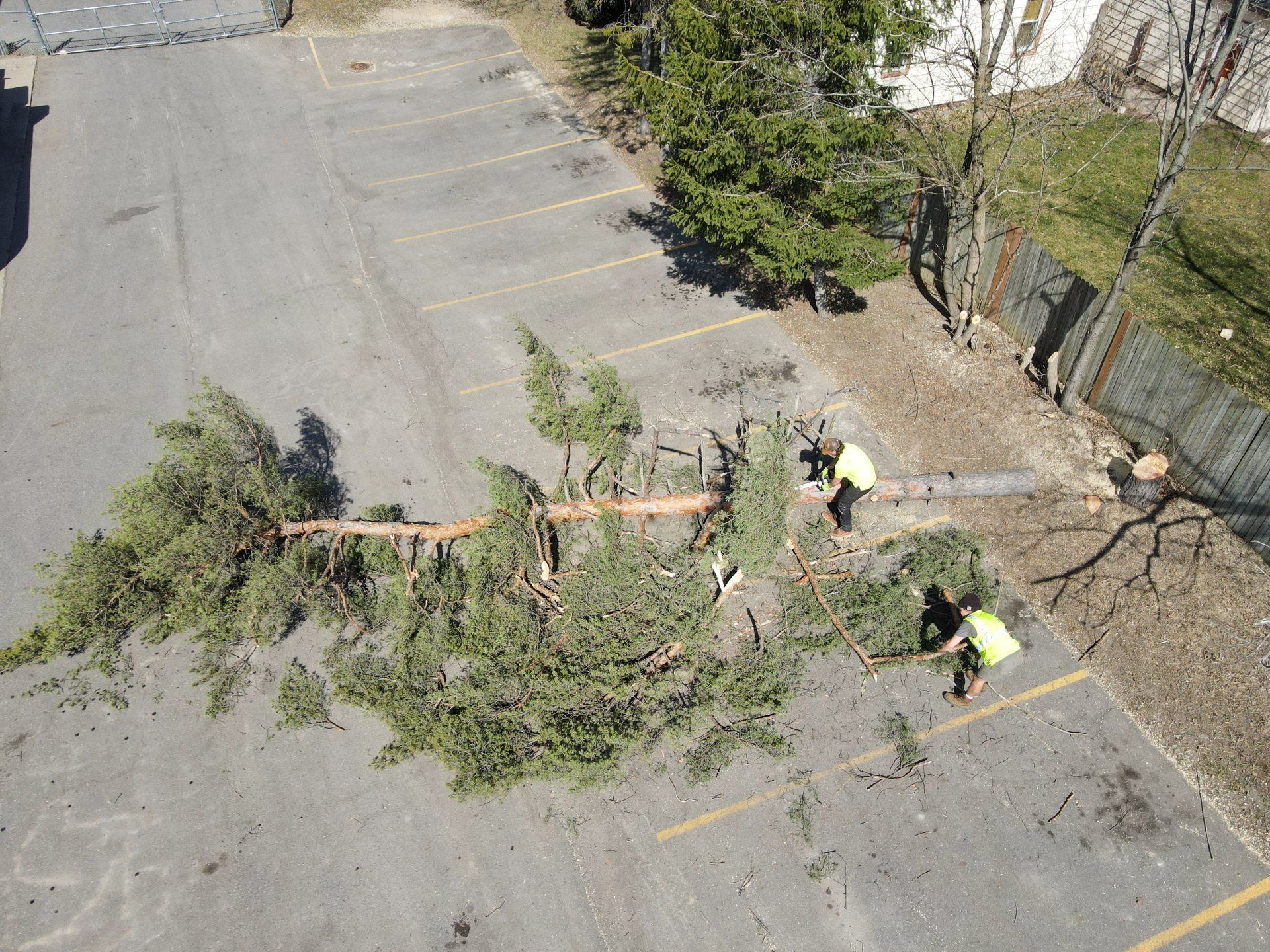 A group of people are cutting down a tree in a parking lot.