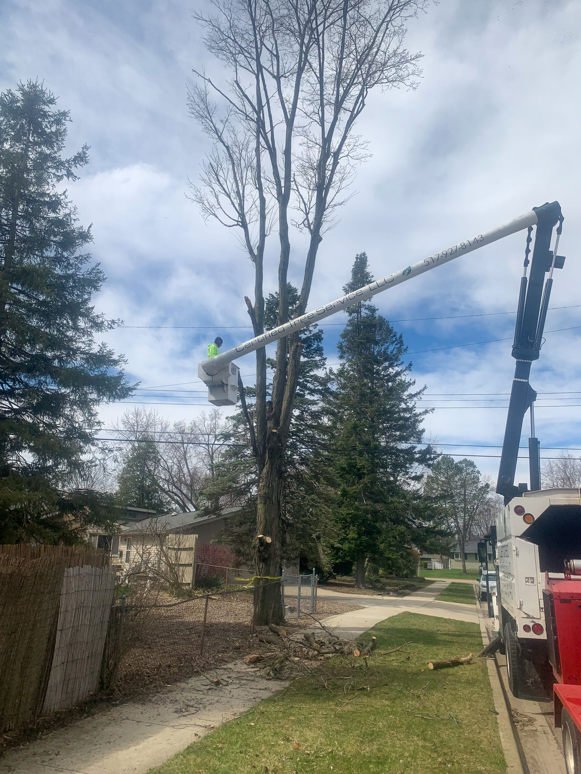 A tree being trimmed by a person in a bucket lift, along a sidewalk on a sunny day.