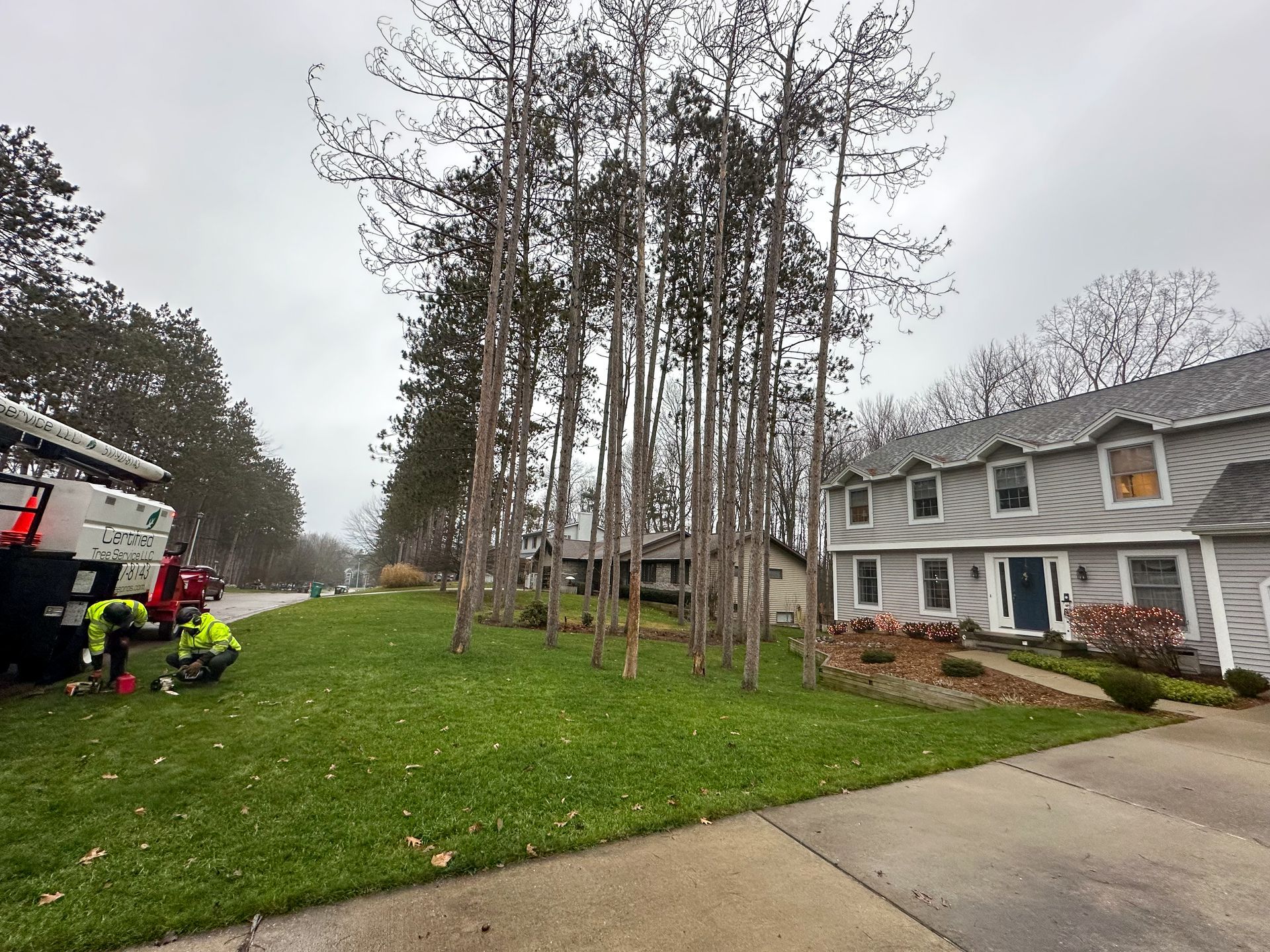 Trees in a residential yard on a cloudy day, with a house and utility trucks.