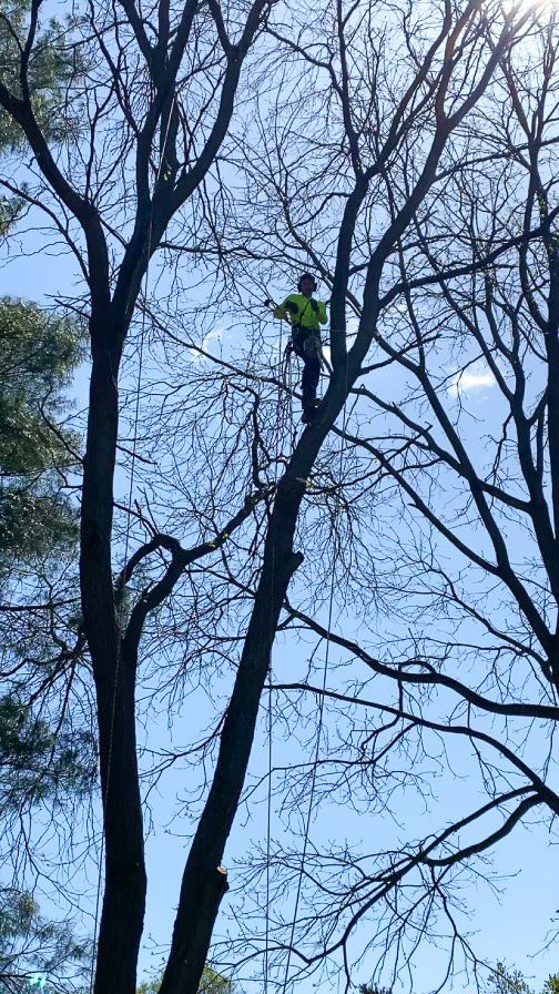 Arborist in a tree trimming branches; blue sky background.